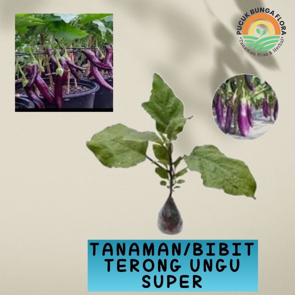 bibit terong ungu bibit tanaman terong tanaman terong ungu super