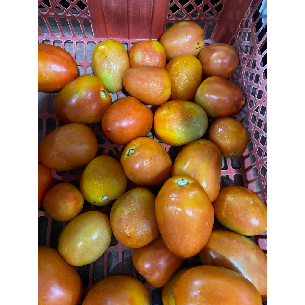 

tomat buah 500gr