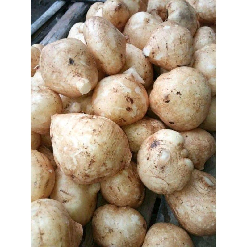 

Bengkuang Segar BengKoang Fresh Berkualitas