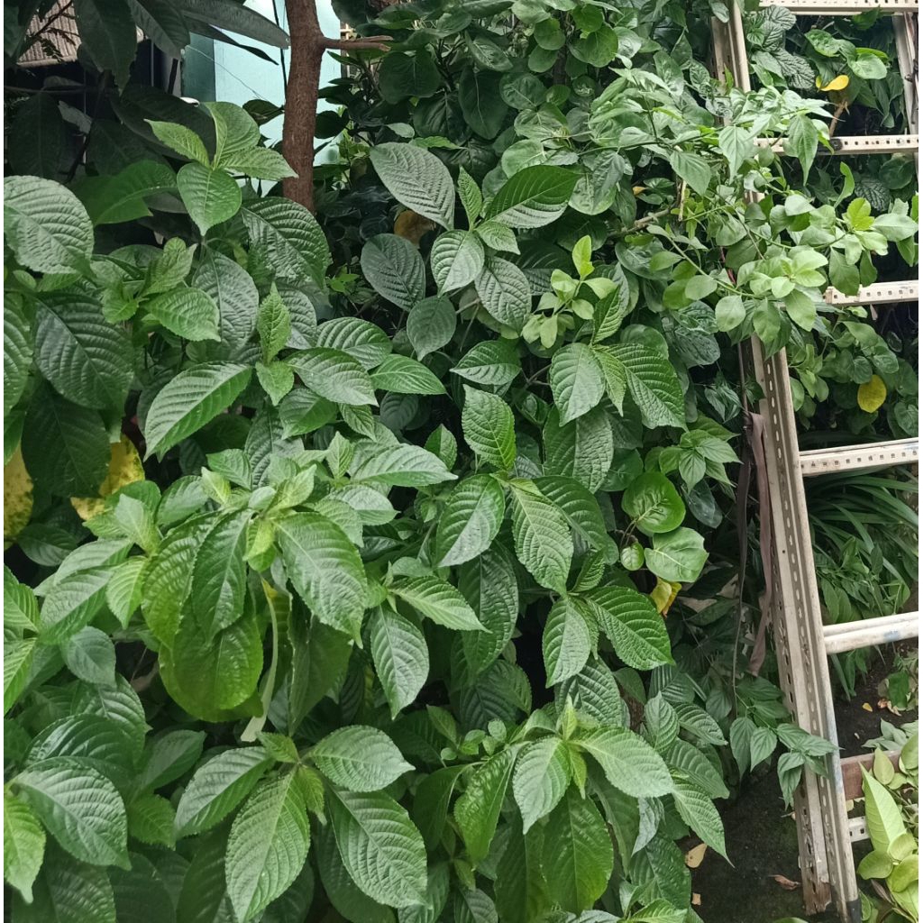 

DAUN KEJI BELING/PECAH BELING SEGAR ORGANIK HERBAL OBAT TRADISIONAL