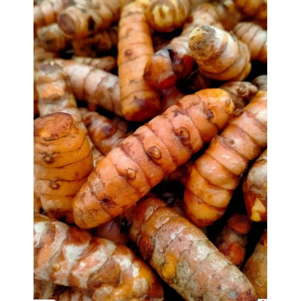 

KUNYIT SEGAR 1 KG Asli dari Petani