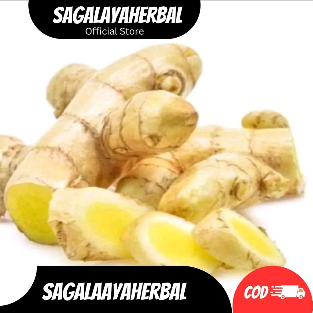 

TEMU PUTIH SEGAR FRESH CURCUMA SUPER UNGGUL