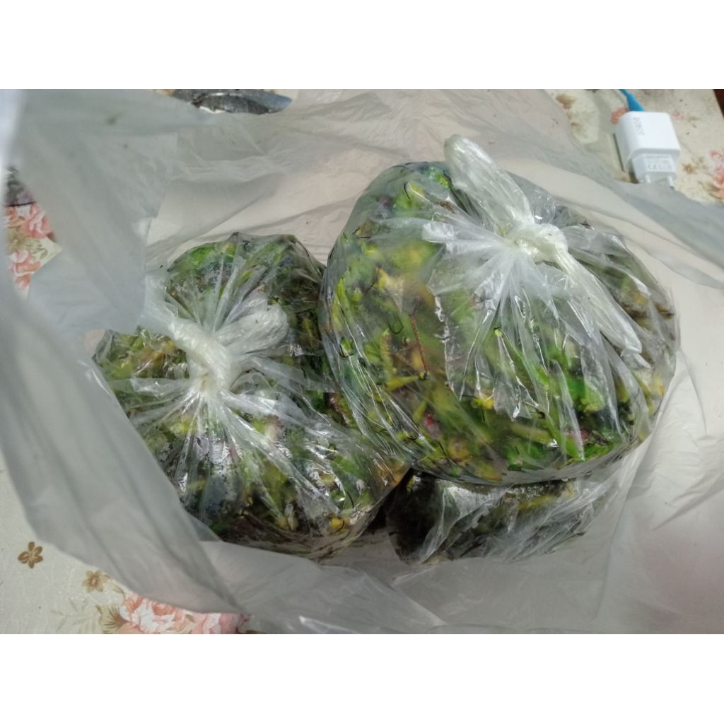 

walang/belalang kebon jagung/singkong, belalang besar