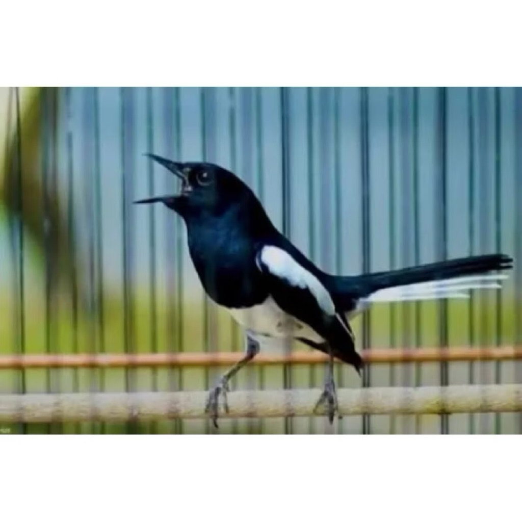 burung kacer jabar pilihan jantan gemuk sehat mulus