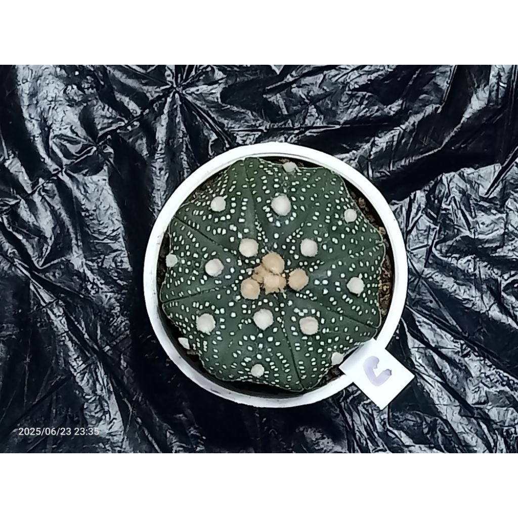Astrophytum asterias kabuto 4.5cm