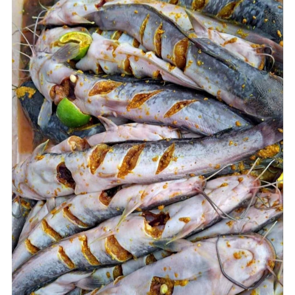 

(1000gr) lele segar bersih marinasi siap goreng