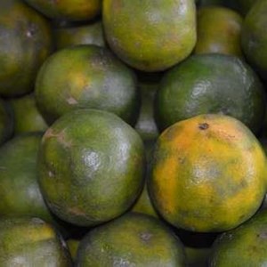 

Jeruk Manis Jeruk Siam Madu 1 Kg fresh