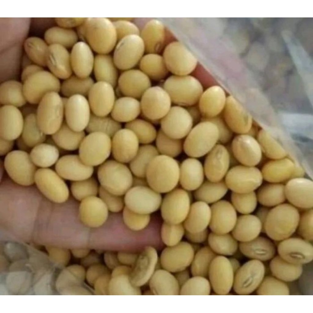 [50gram] benih kedelai varietas grobogan