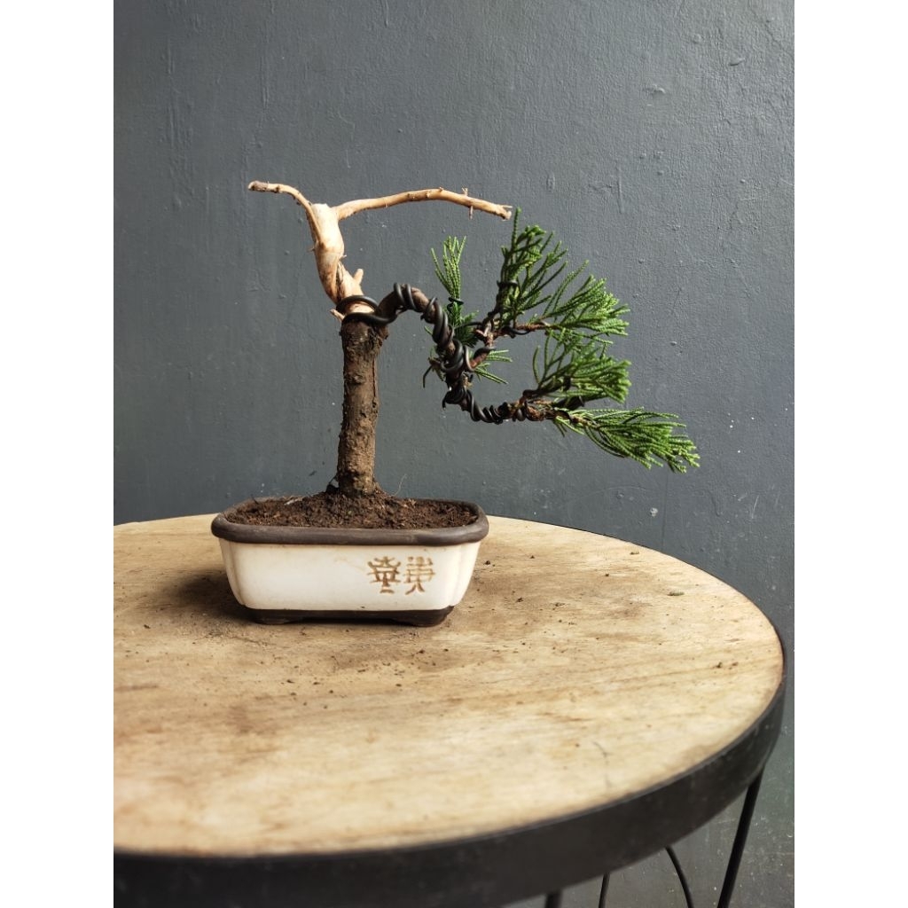 RZ Bonsai-Cemara Sinensis ukuran mame