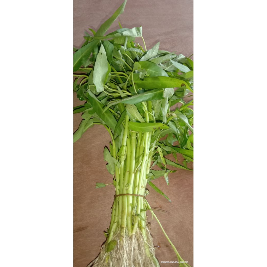 

kangkung segar murah 1 ikat 200gr