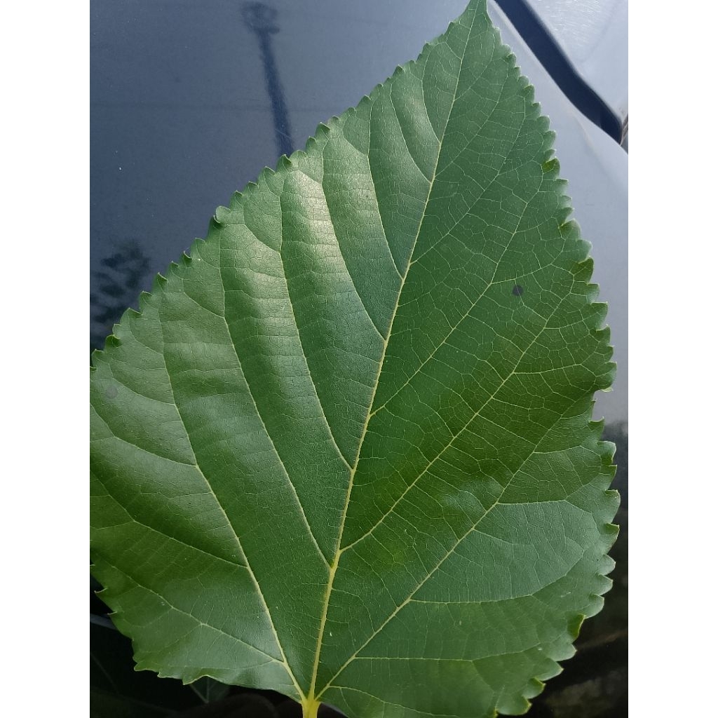 

Daun murbei segar 200gm