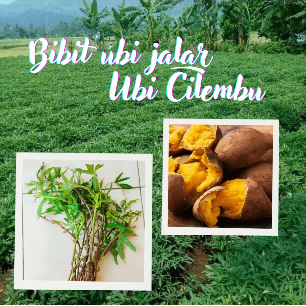 BIBIT UBI CILEMBU BIBIT UMBI JALAR UBI CILEMBU BIBIT OBAK ASLI SIAP TANAM