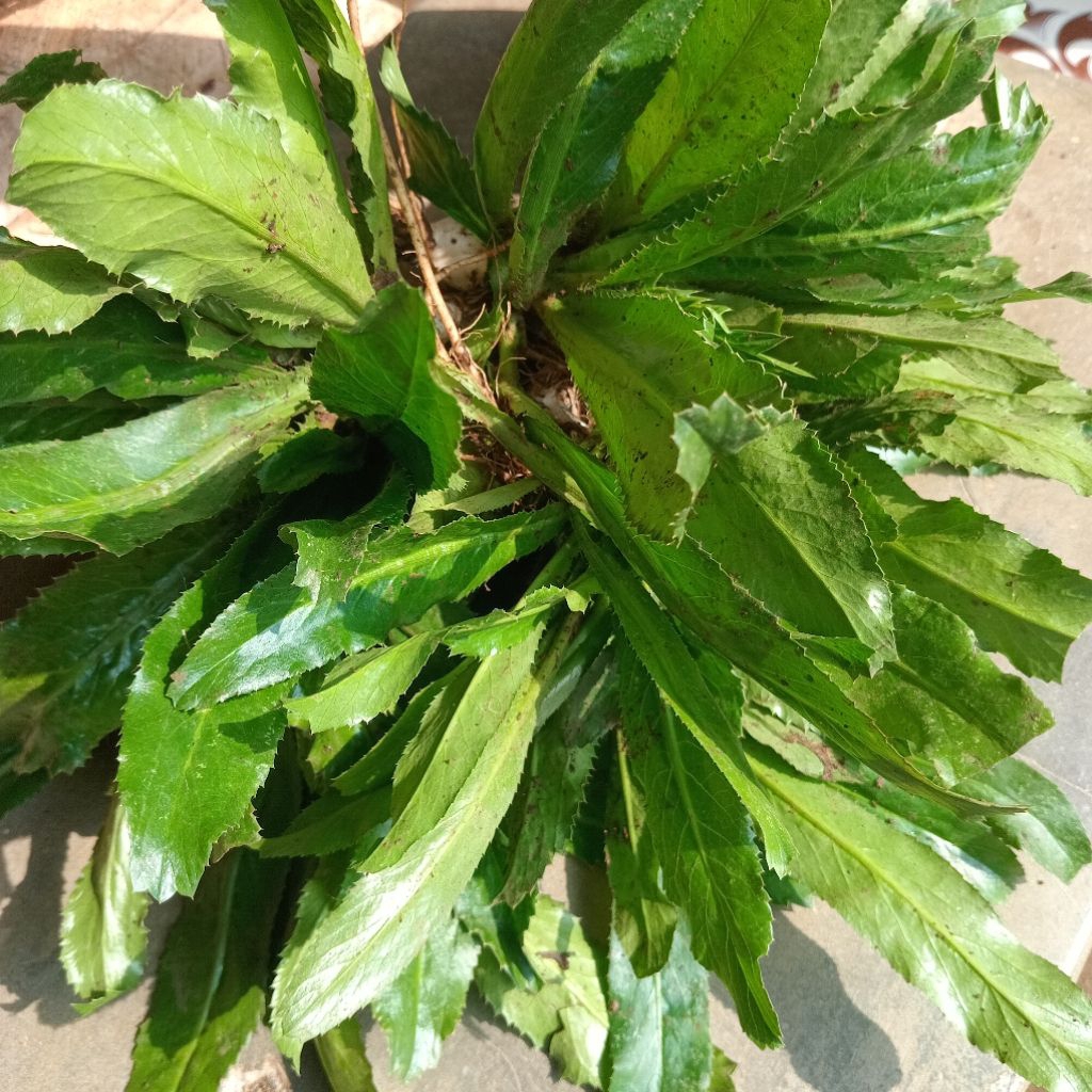 

Jual walang geni segar atau walang sangit 250 gram