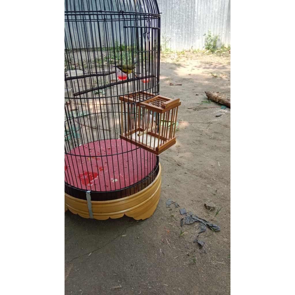 sangkar untulan sogon/konin