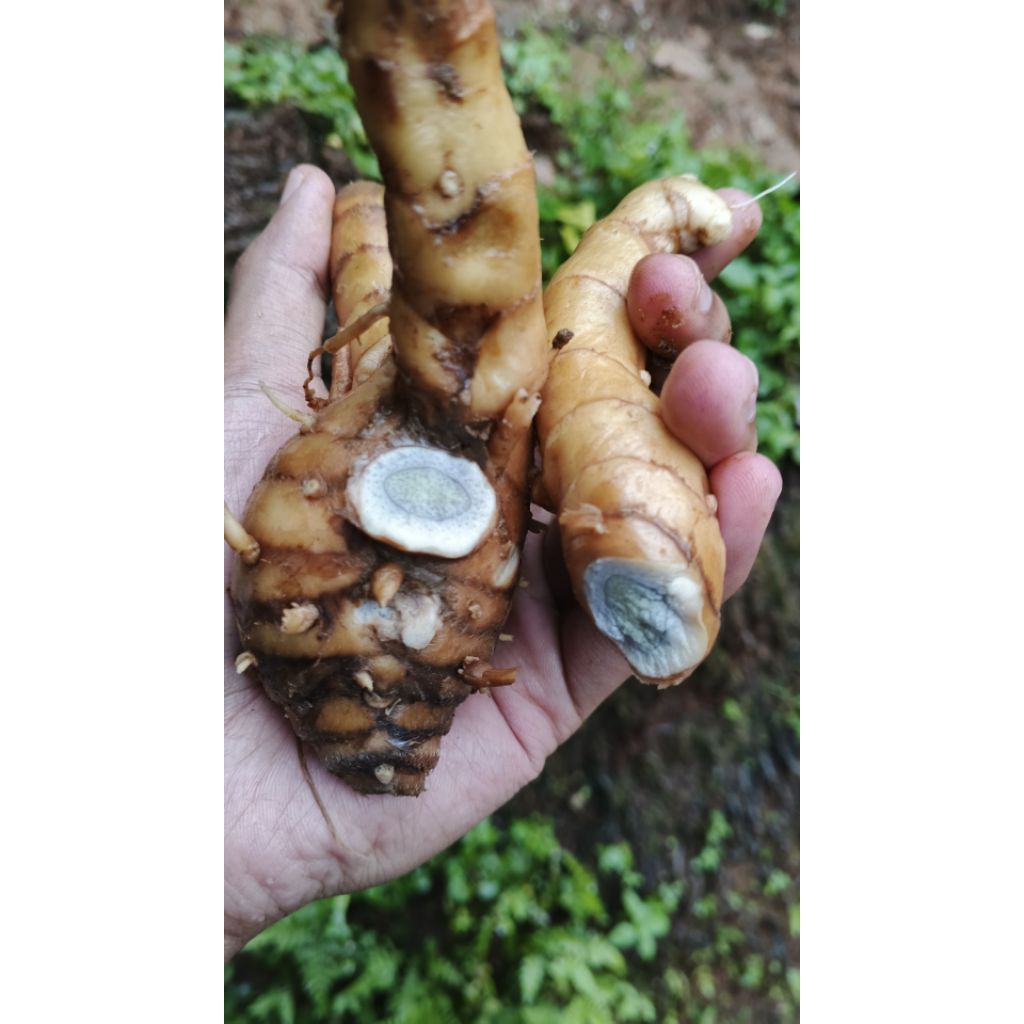 

temu hitam kunyit hitam 1kg