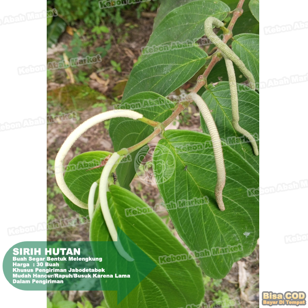 

Buah Sirih Hutan 30 Buah (Buah Melengkung)