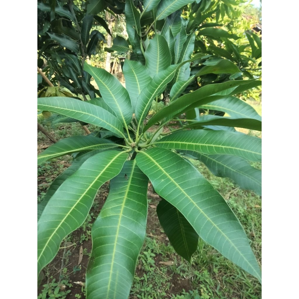 

Daun Mangga Segar pesan Baru dipetik kan