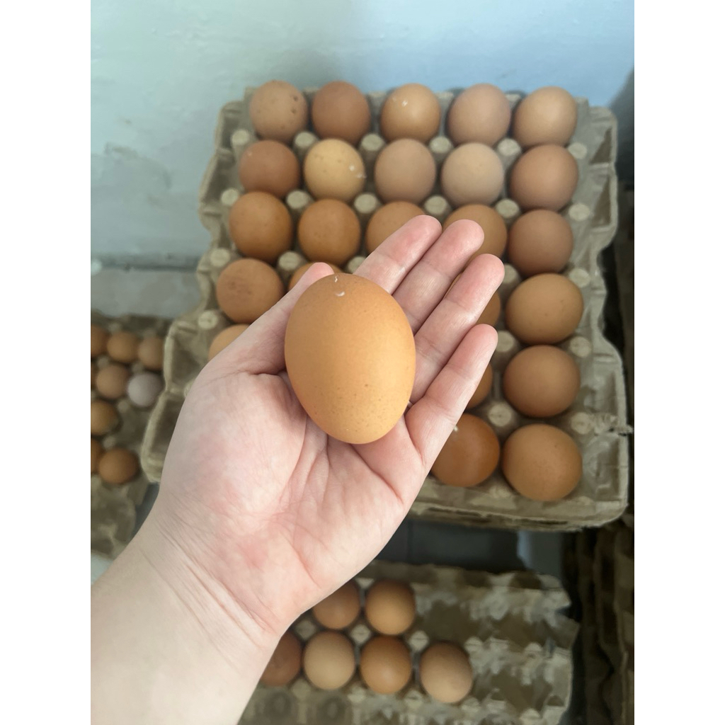 

Telur Ayam Kecil GRADE B (62-65gr) 30 butir