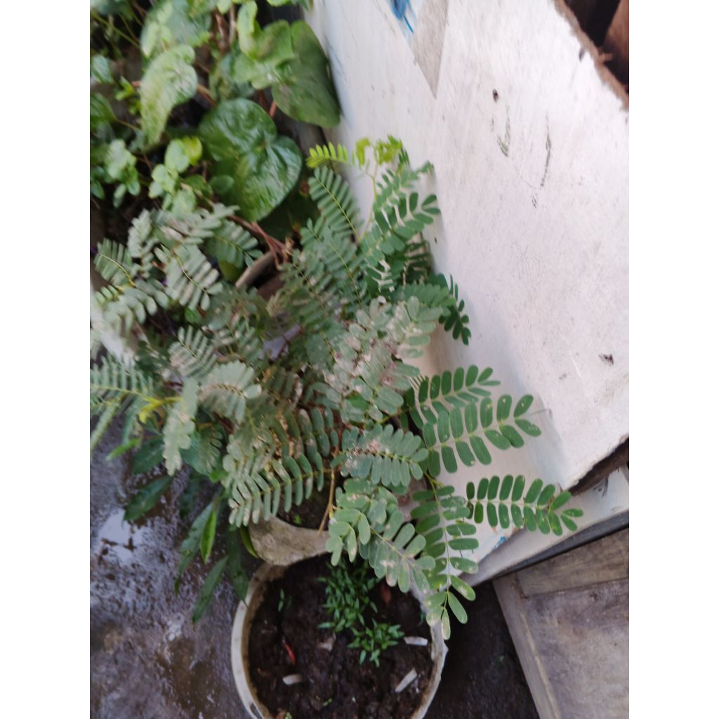 bonsai asem jawa