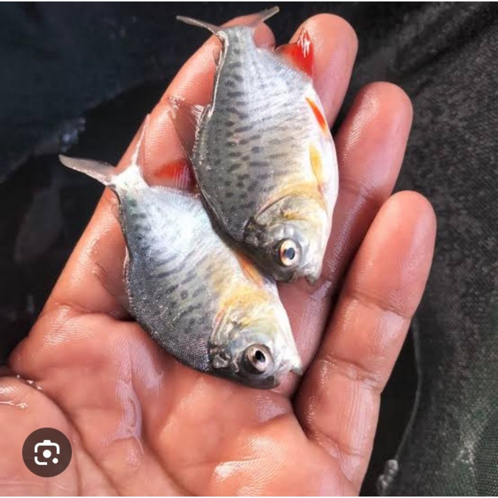 Bibit ikan bawal 2jari