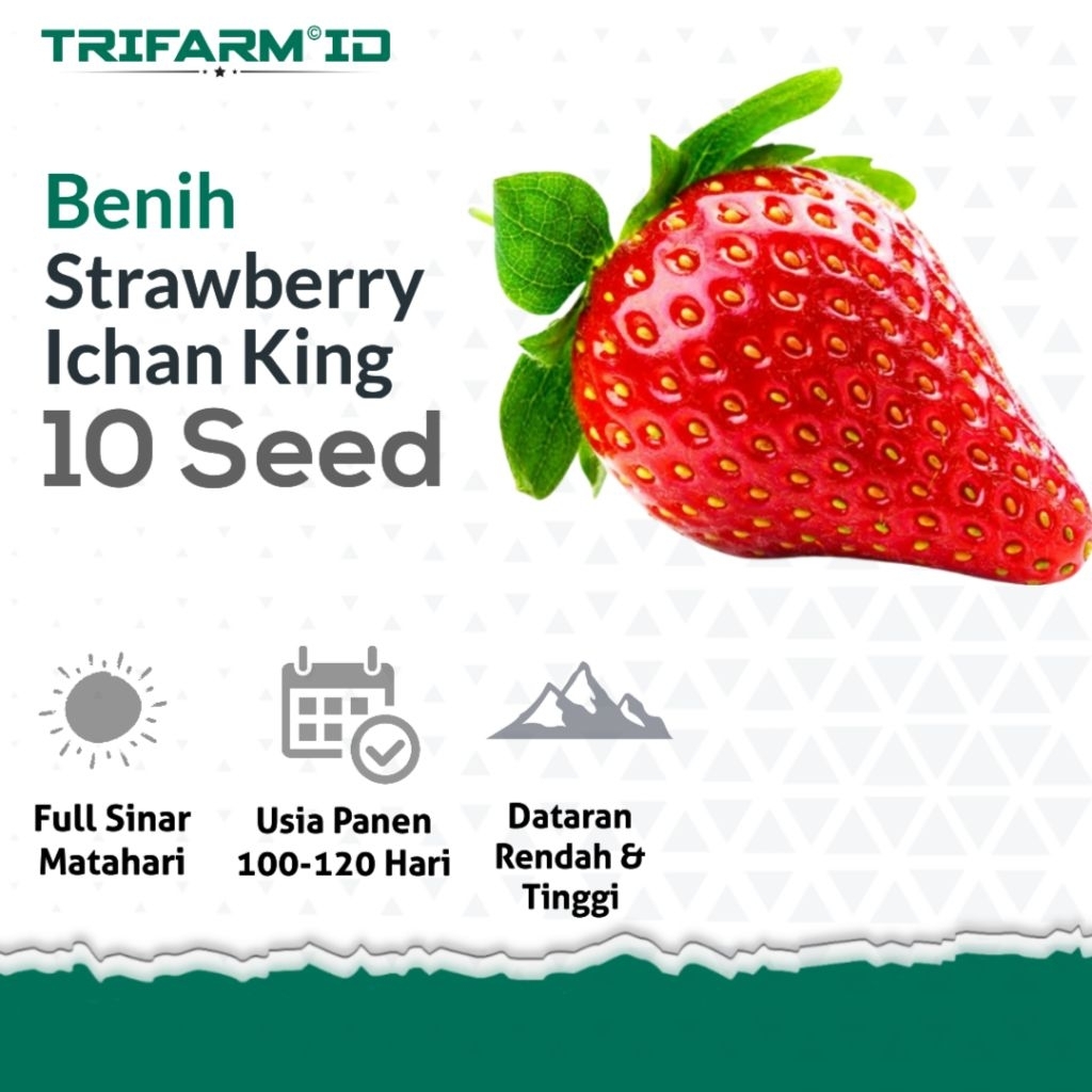 TRIFARM Bibit Benih Strawberry Ichan King 10 Biji Kemasan Sachet Kraft