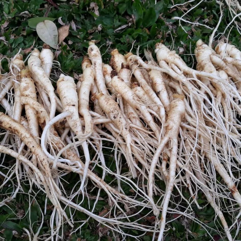 

gingseng segar per 1 pcs Saung_herbalco