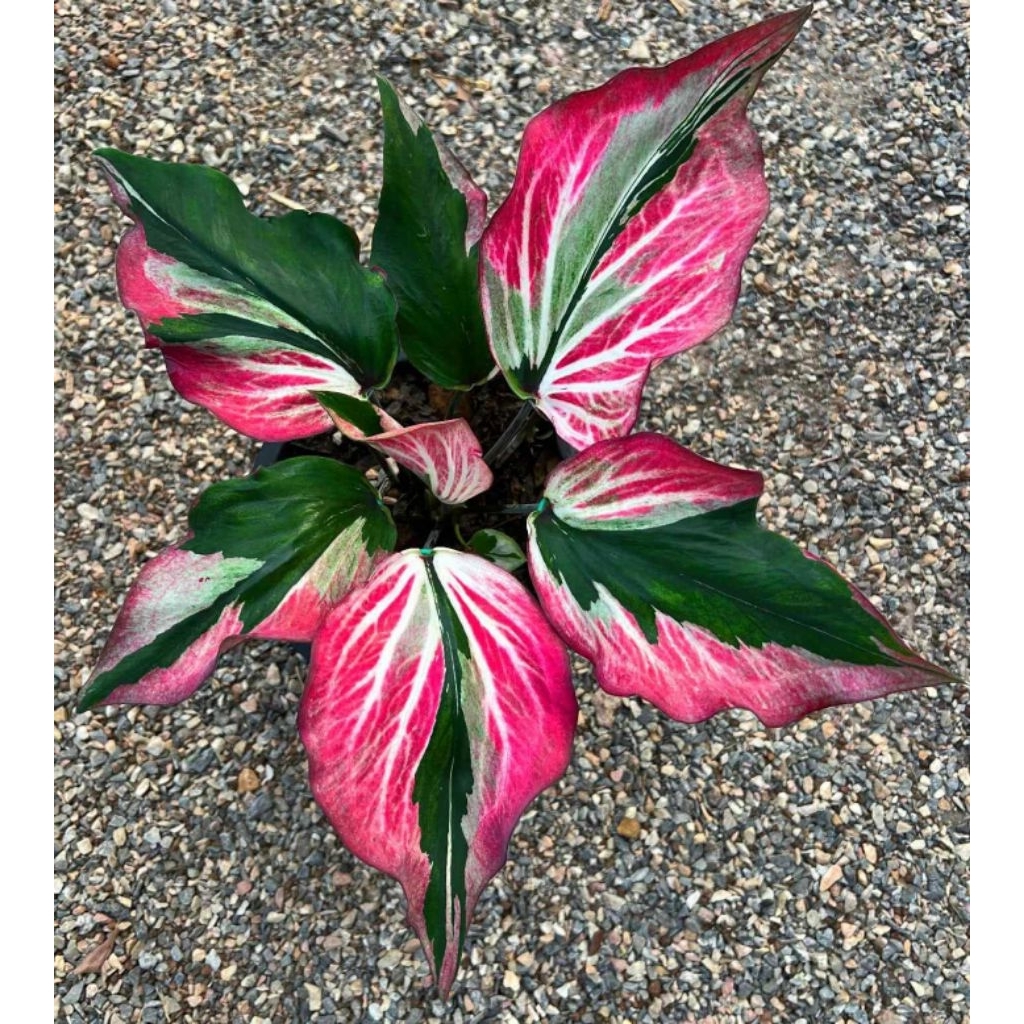 caladium hibrid Thailand series