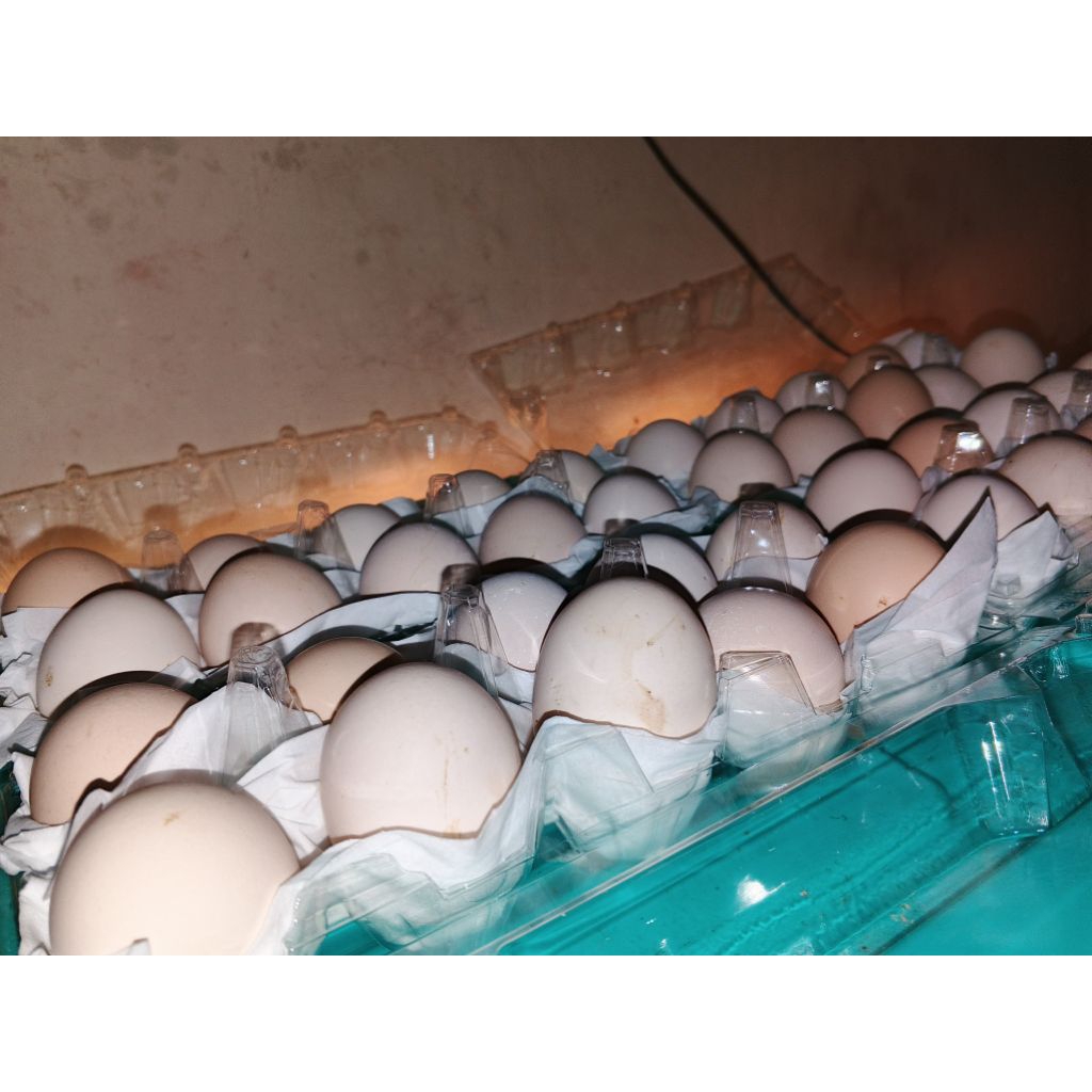 

TELUR AYAM ELBA FERTIL SIAP TETAS – GARANSI PECAH & FERTIL