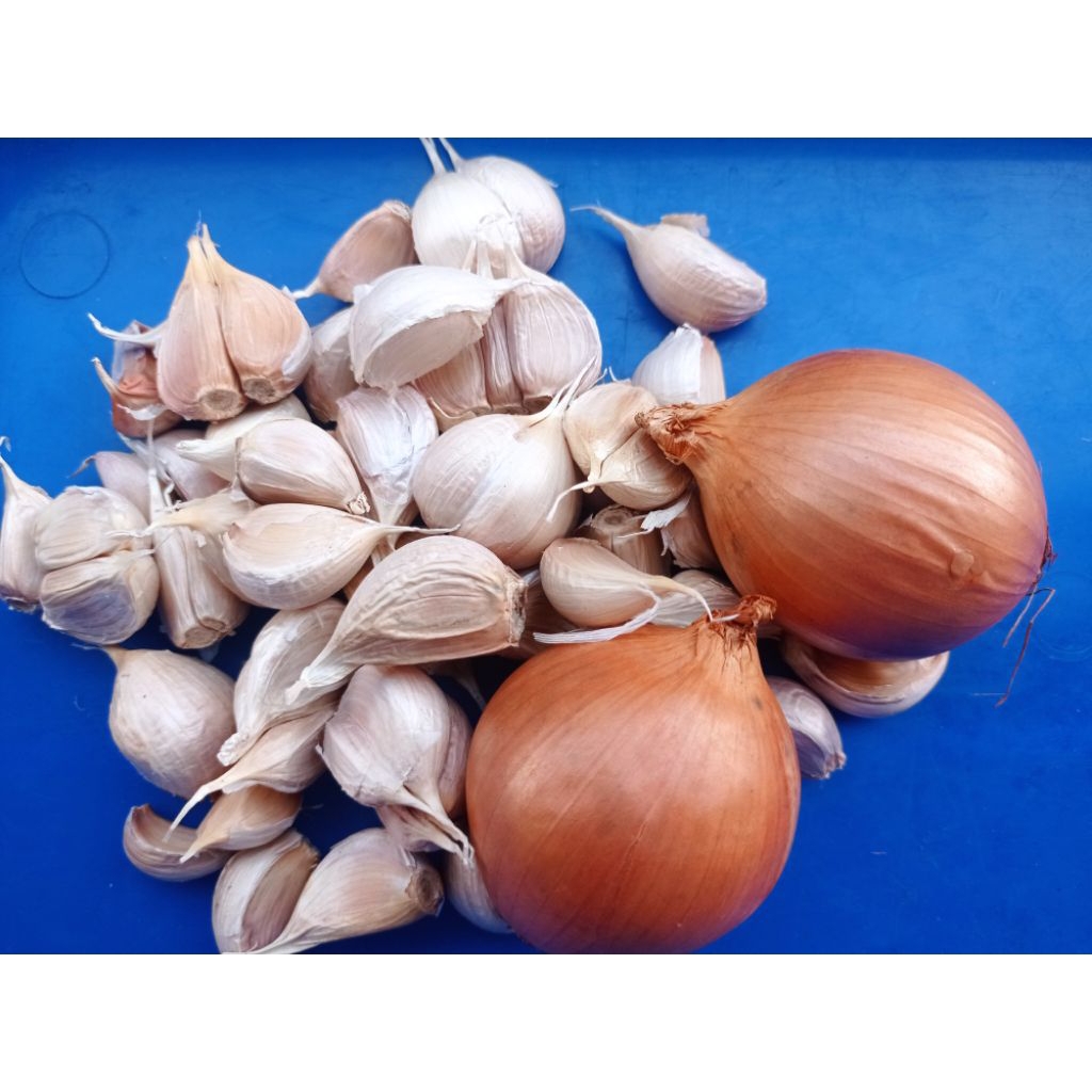 

Paket bawang putih kating dan bombay