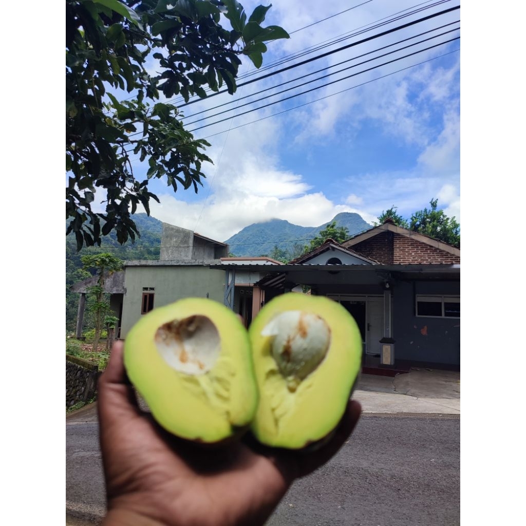 

Alpukat mentega jumbo Asli Muria 1Kg isi 3 (pengiriman mentah)