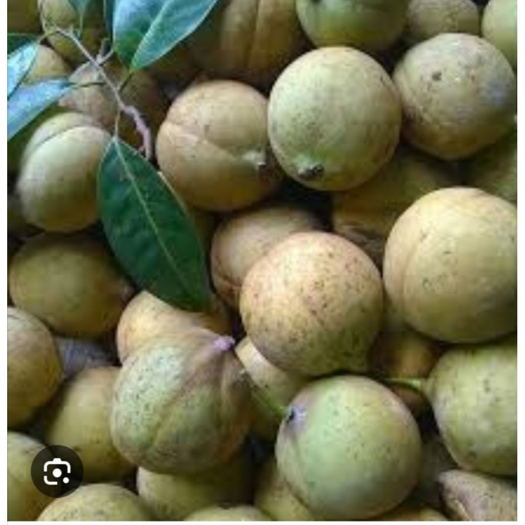 

buah pala masih segar 1 kg