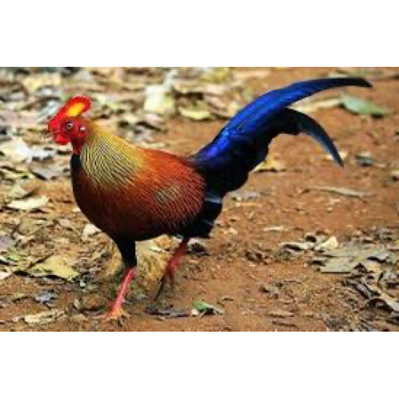 

TELUR FERTIL AYAM HUTAN BEKISAR UNTUK DITETASKAN