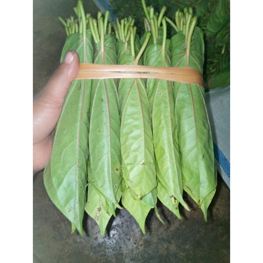 

Sirih medan super 1 ikat