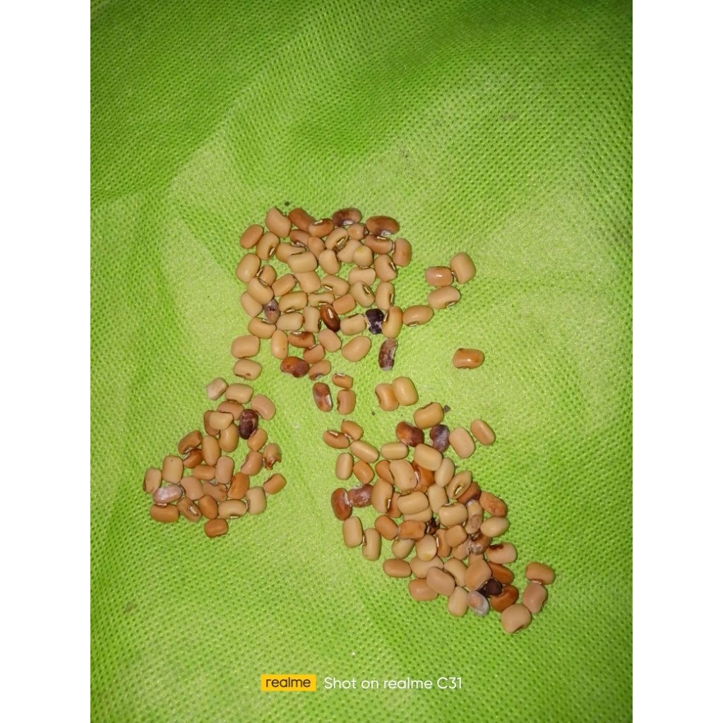 

25 PCS BIJI KACANG TUNGAK KACANG MBAYUNG