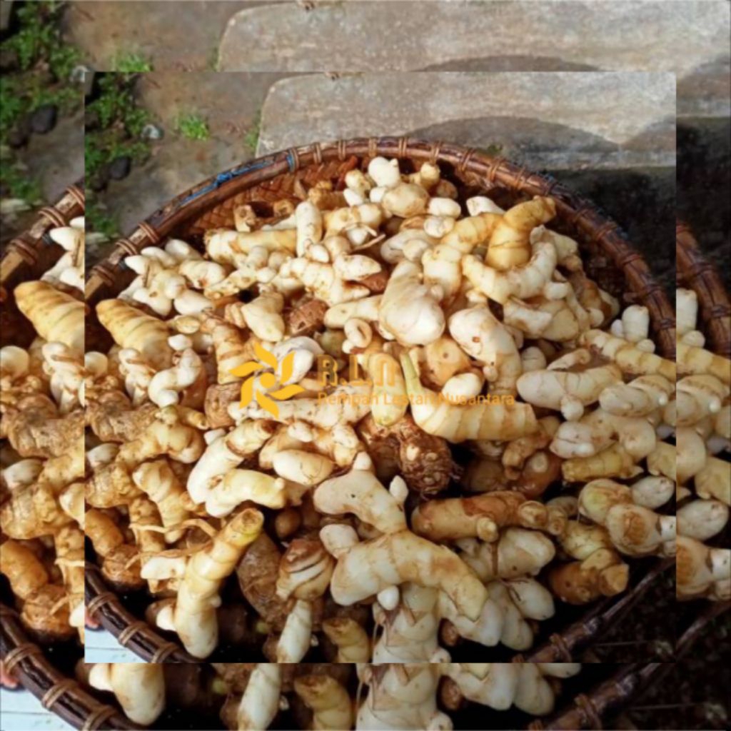 

Kunyit putih segar | temu putih segar dan fresh dan bersih