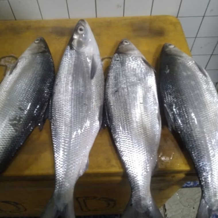 

Ikan Bandeng Jumbo Besar Segar spesial Imlek 1,5Kg