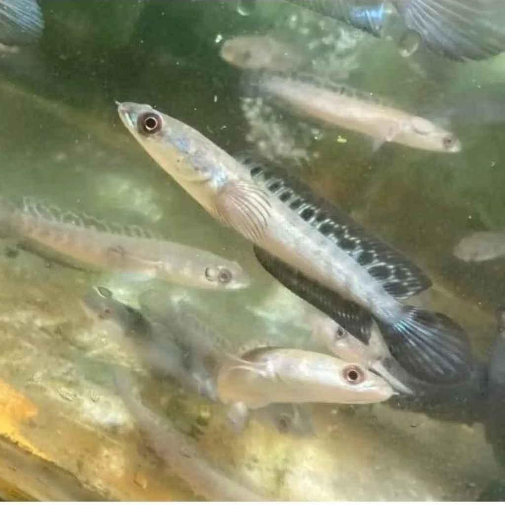 chana yellow Sentarum ys terbaik aquarium