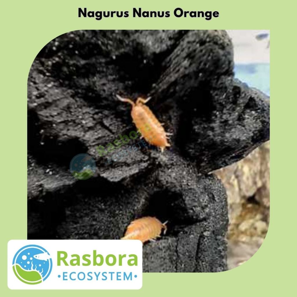 isopod Nagurus Nanus Orange pembersih terrarium vivarium