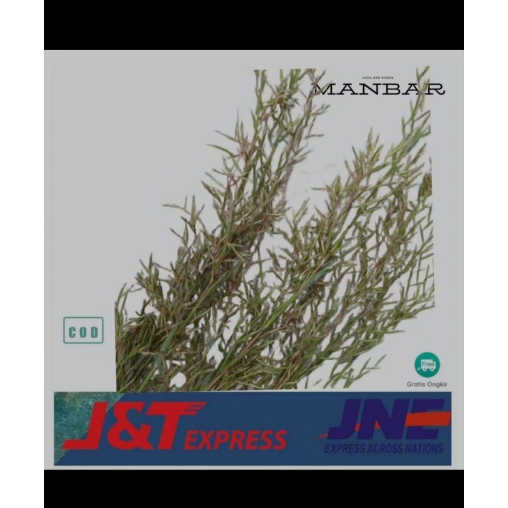 

Kembang sereh wangi sereh wangiii