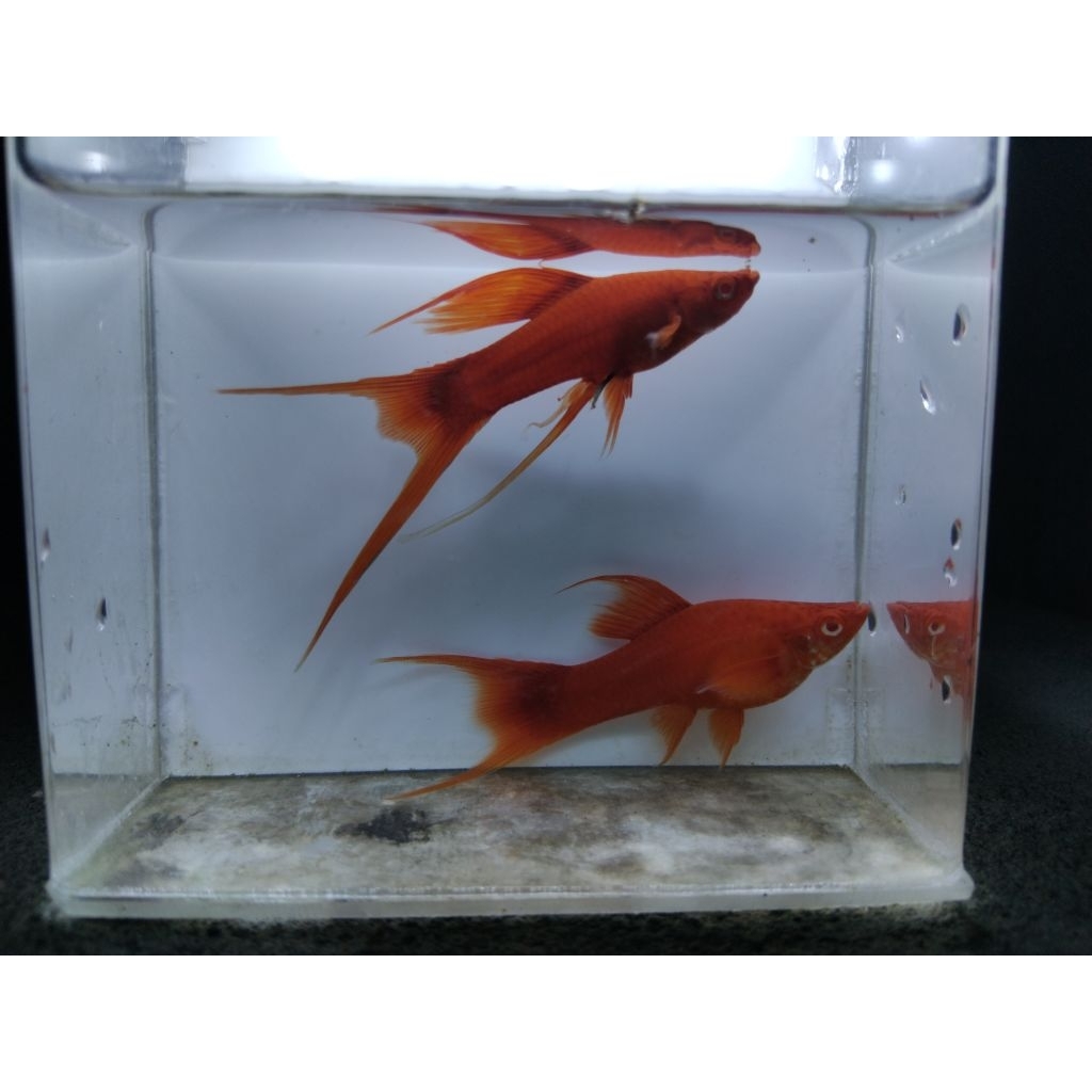 PLATY BLOODRED LYRTAIL/CAWANG