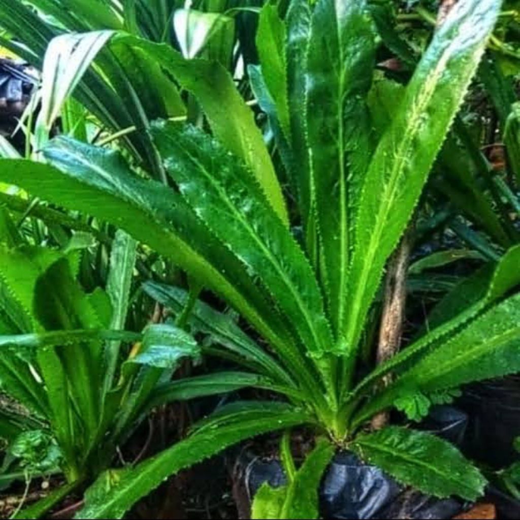 

terlaris daun walang sangit 500 gram fresh baru di petik langsung tanaman herbal alami
