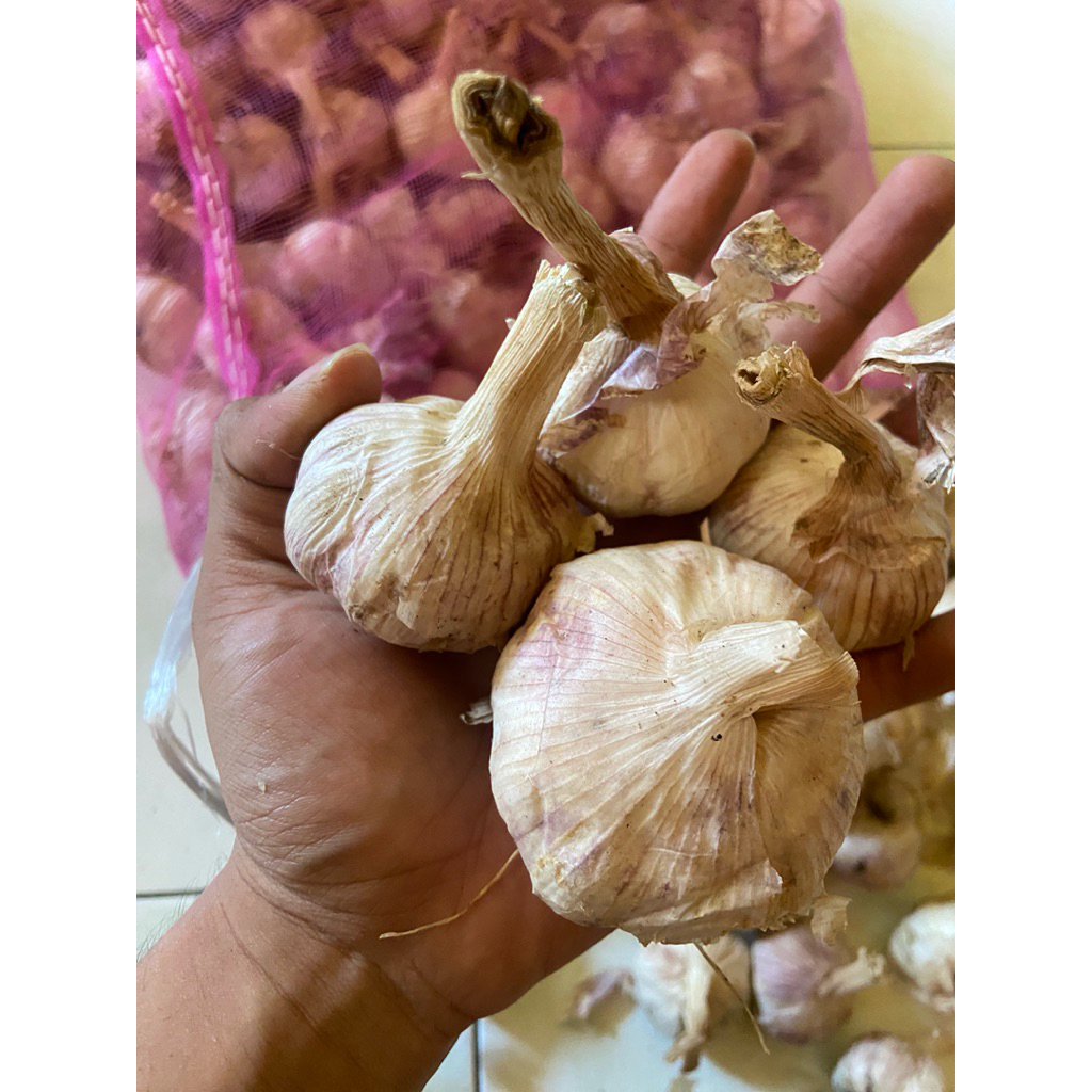 

bawang putih kotor baru dipanen 1kg promo