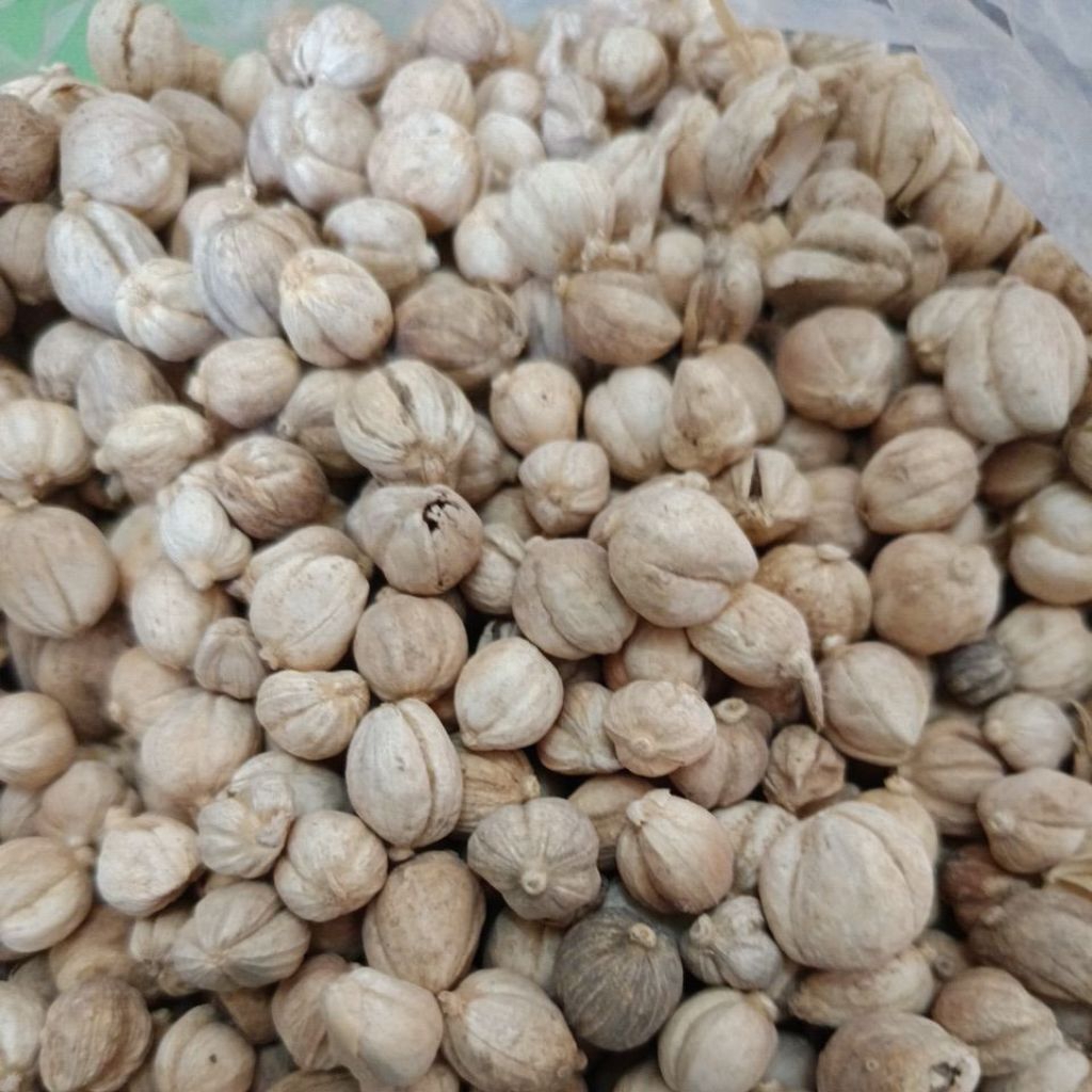 

kapulaga isi 50 gram