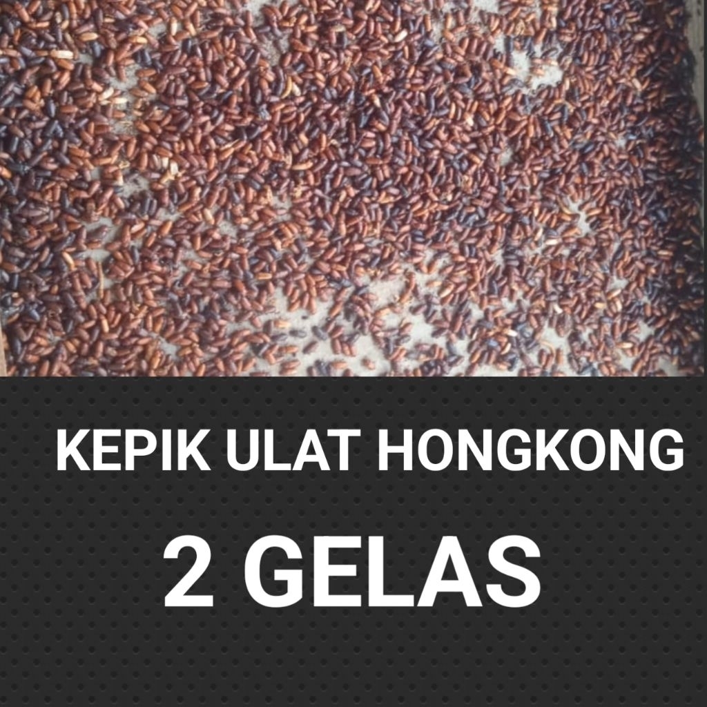 kepik ulat hongkong 2 g