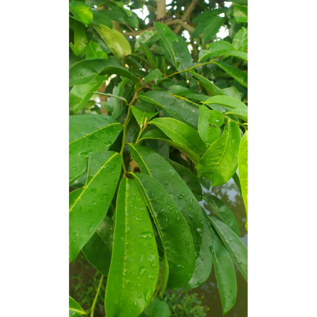 

Daun Sirsak fresh untuk bahan obat herbal 100 lembar murah