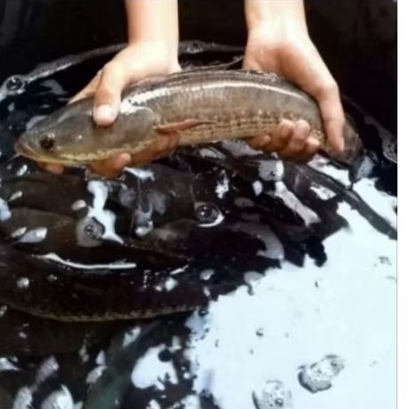 

Ikan Gabus Idup 1kg