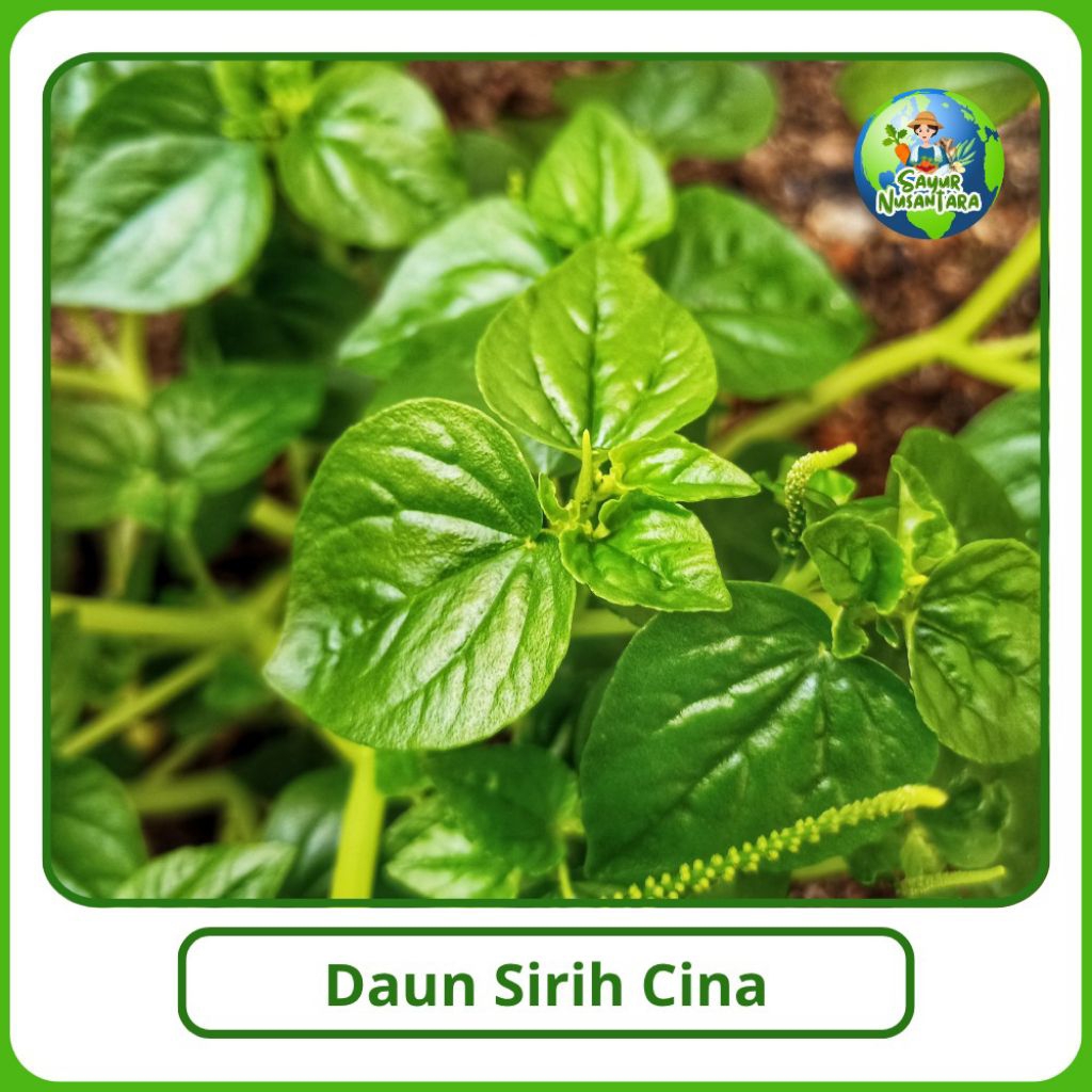 

Daun Sirih Cina Murah [100g] COD