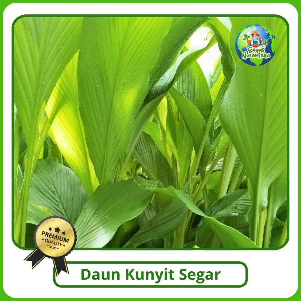 

Daun Kunyit Segar [1000g] Paket Irit