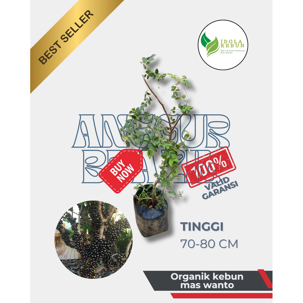 BIBIT BUAH ANGGUR BRAZIL VARIETAS SABARA-BIBIT ANGGUR BATANG-BIBII BUAH ANGGUR-BIBIT ANGGUR