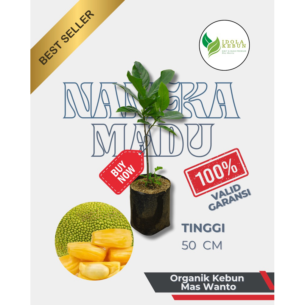 BIBIT NANGKA VARIETAS MADU-BIBIT NANGKA MADU-BIBIT BUAH NANGKA-BIBIT NANGKA SUPER UNGGUL IDOLA KEBUN